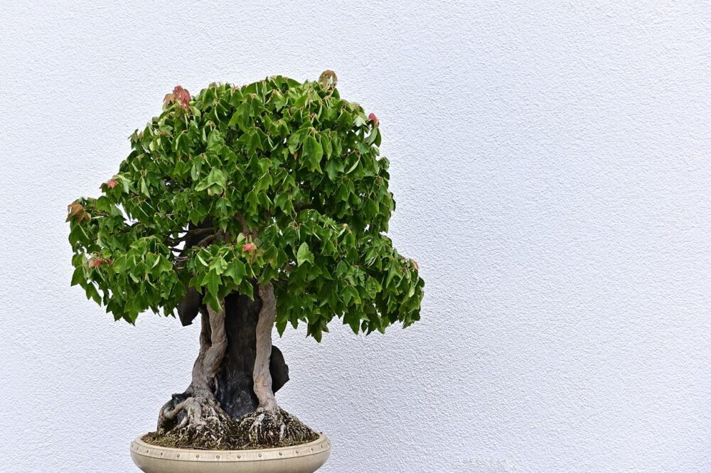 bonsai drzewko pielęgnacja
