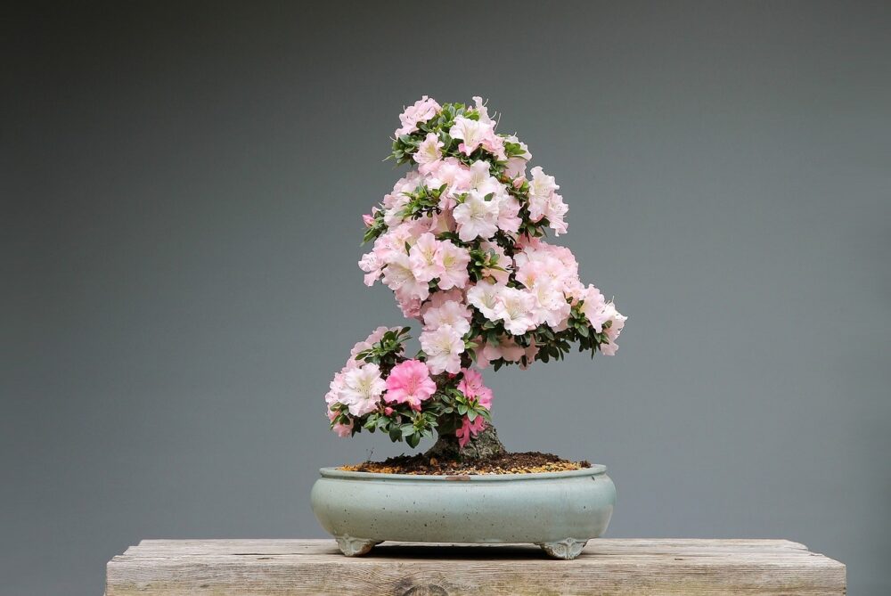 drzewko bonsai co oznacza