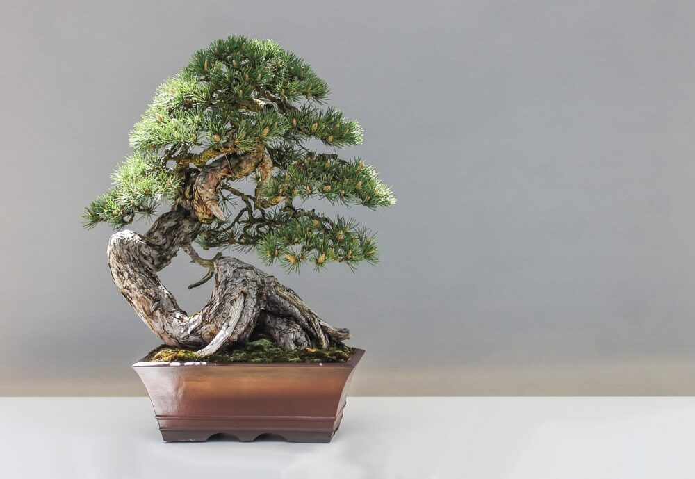 drzewko bonsai co symbolizuje