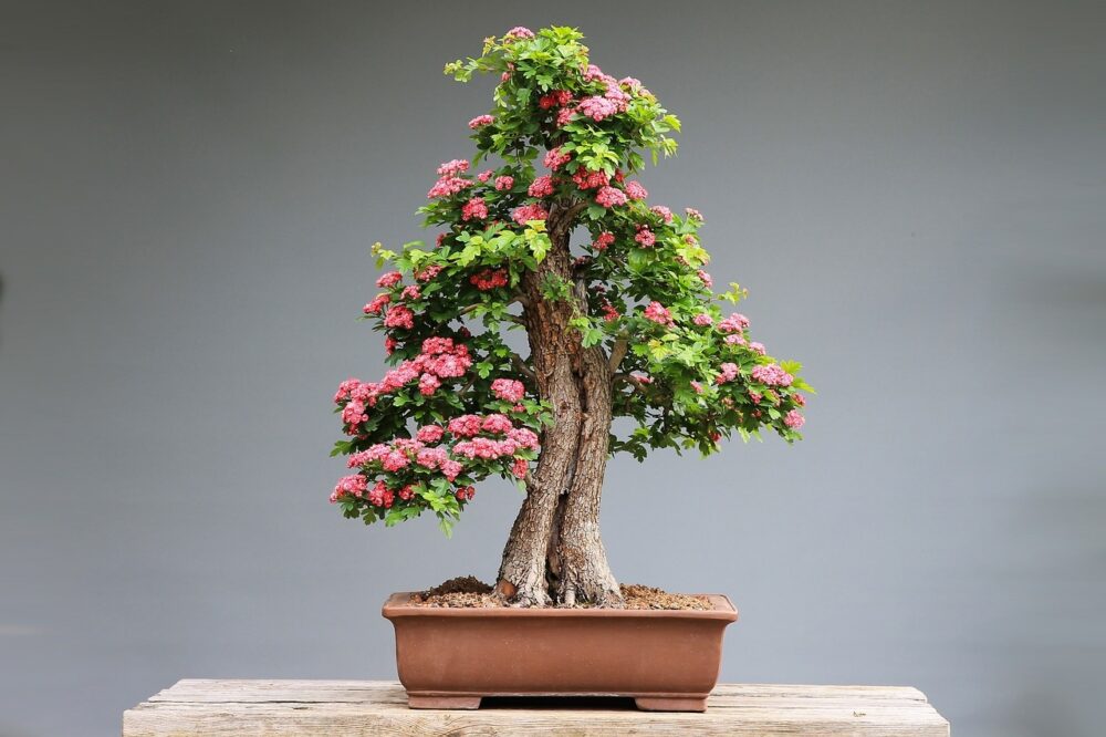 drzewko bonsai znaczenie