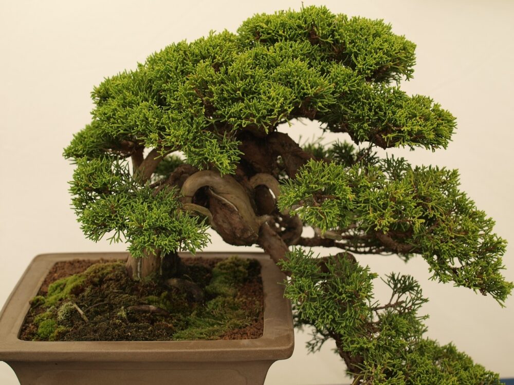 jak dbać o drzewko bonsai w domu