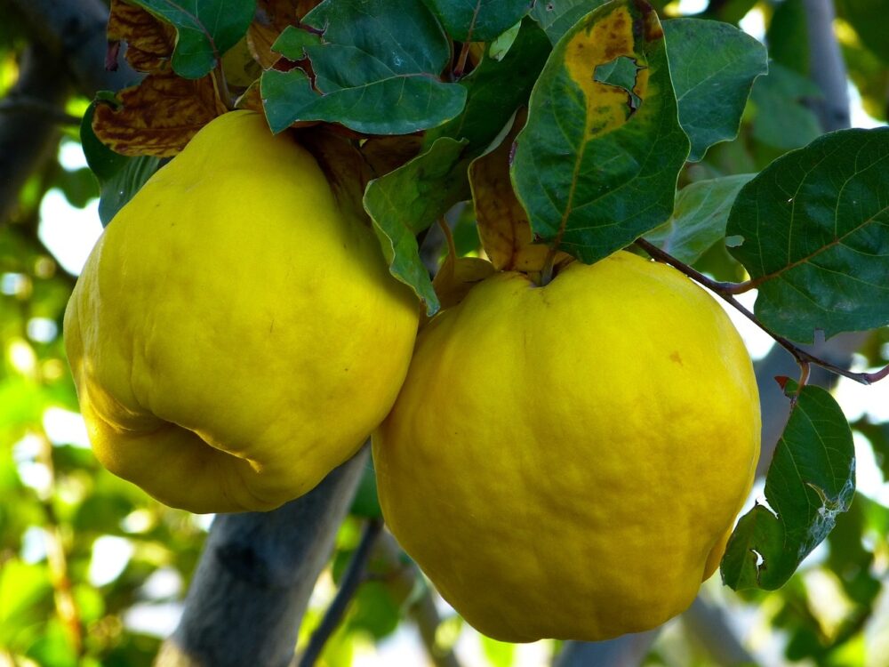 pigwa na spirytusie